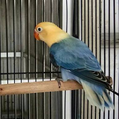 87 Gambar Lovebird Pb Vio Paling Hist 87 Gambar Lovebird Pb Vio Paling Hist