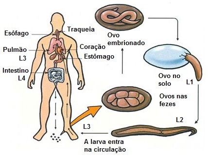 Que beber das manhãs para trazer parasitas