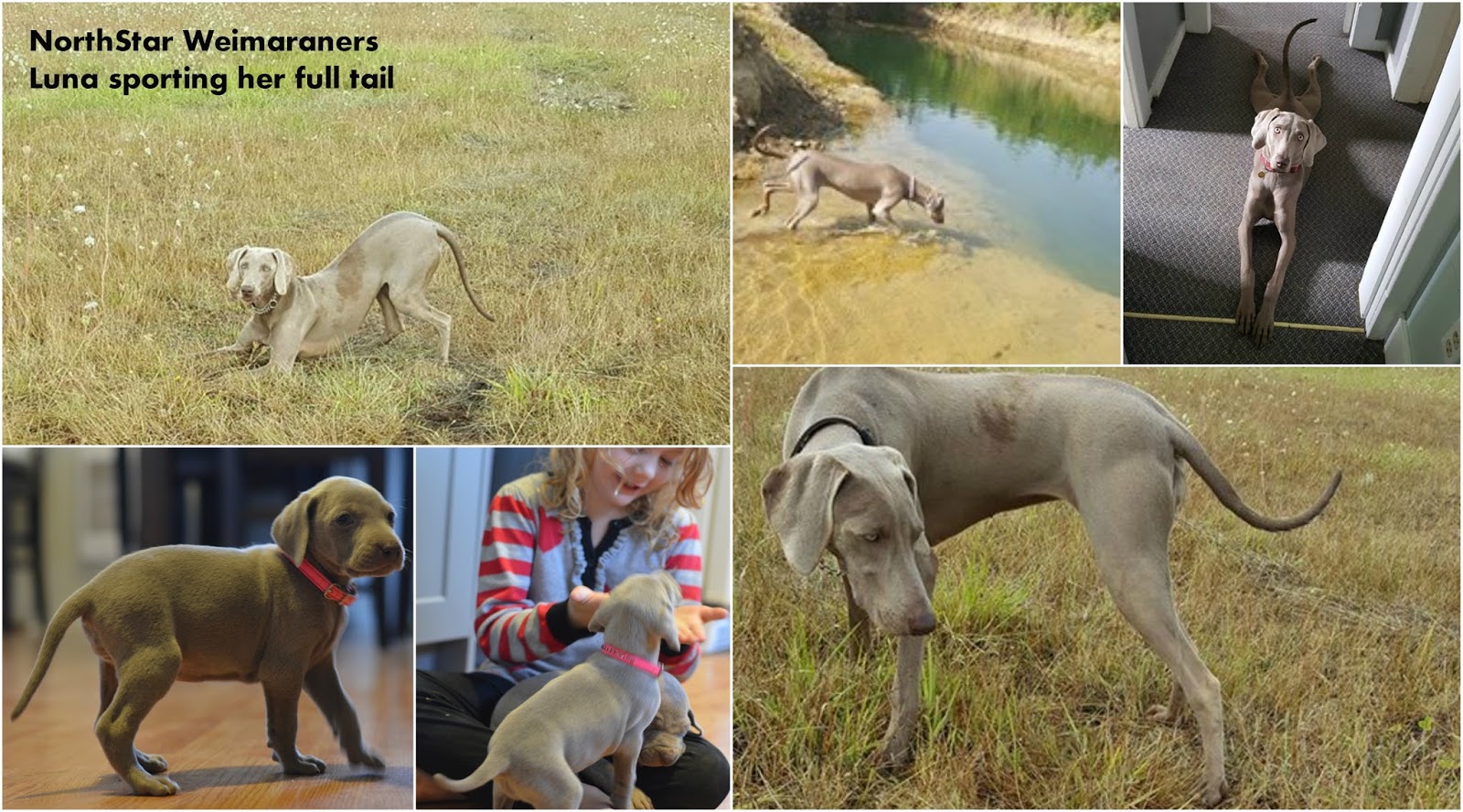 Weimaraner Puppies For Sale Vancouver Island Weimaraner Puppies For Sale Vancouver Island