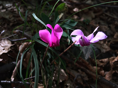 Cyclamen purpurascens – Alpine Cyclamen (Ciclamino delle Alpi).