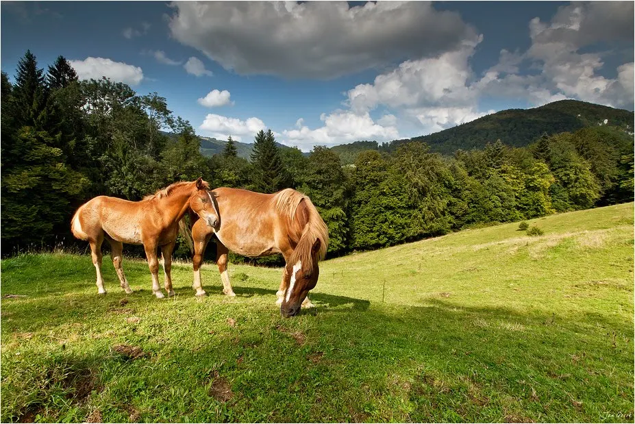 lineage-horses-modern-cavalos-modernos-linhagens-antigas-evolção-vetarq