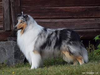 Pitkäkarvainen collie, Black Gary Snowstorm