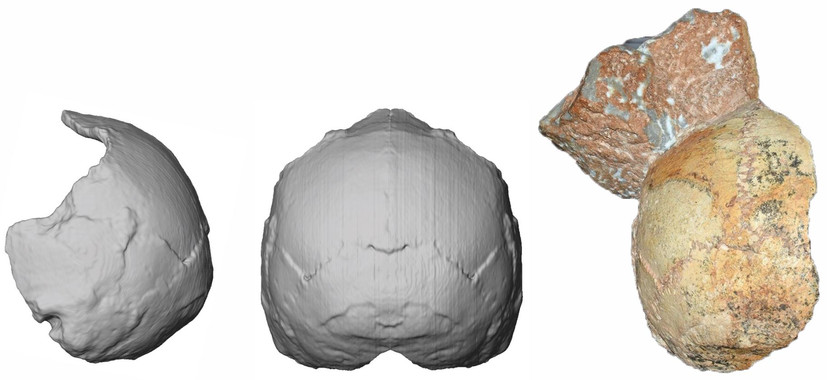 Reconstrucción del cráneo Apidima 1. / Katerina Harvati, Eberhard Karls University of Tübingen Reconstrucción del cráneo Apidima 1. / Katerina Harvati, Eberhard Karls University of Tübingen
