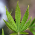 Maconha para uso medicinal é liberada no Peru