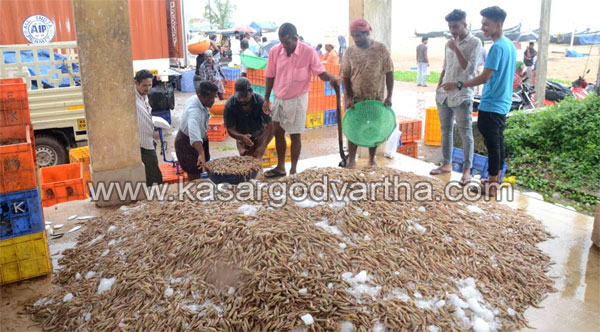 Kasaragod, Kerala, news, Pallikara, Prawns-harvest in Pallikkara