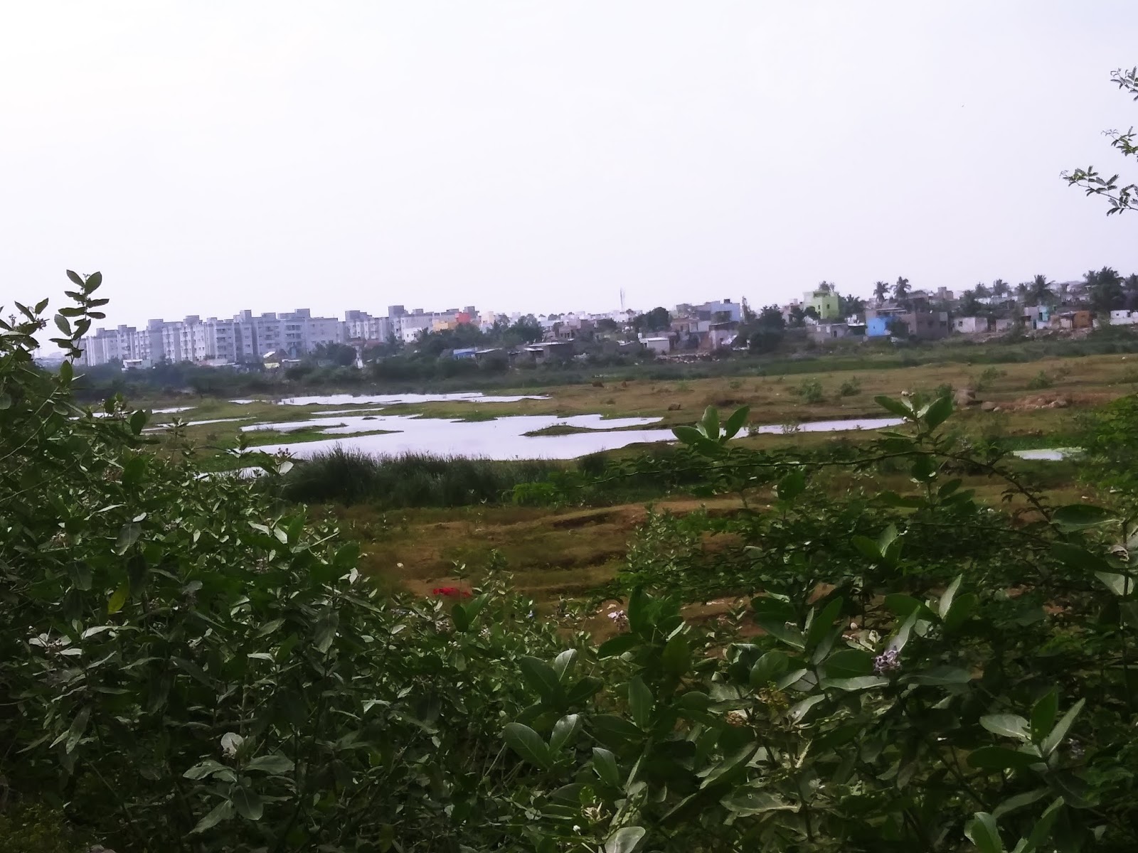 Kovilambakkam Lake (Waterbodies of Chennai 49)