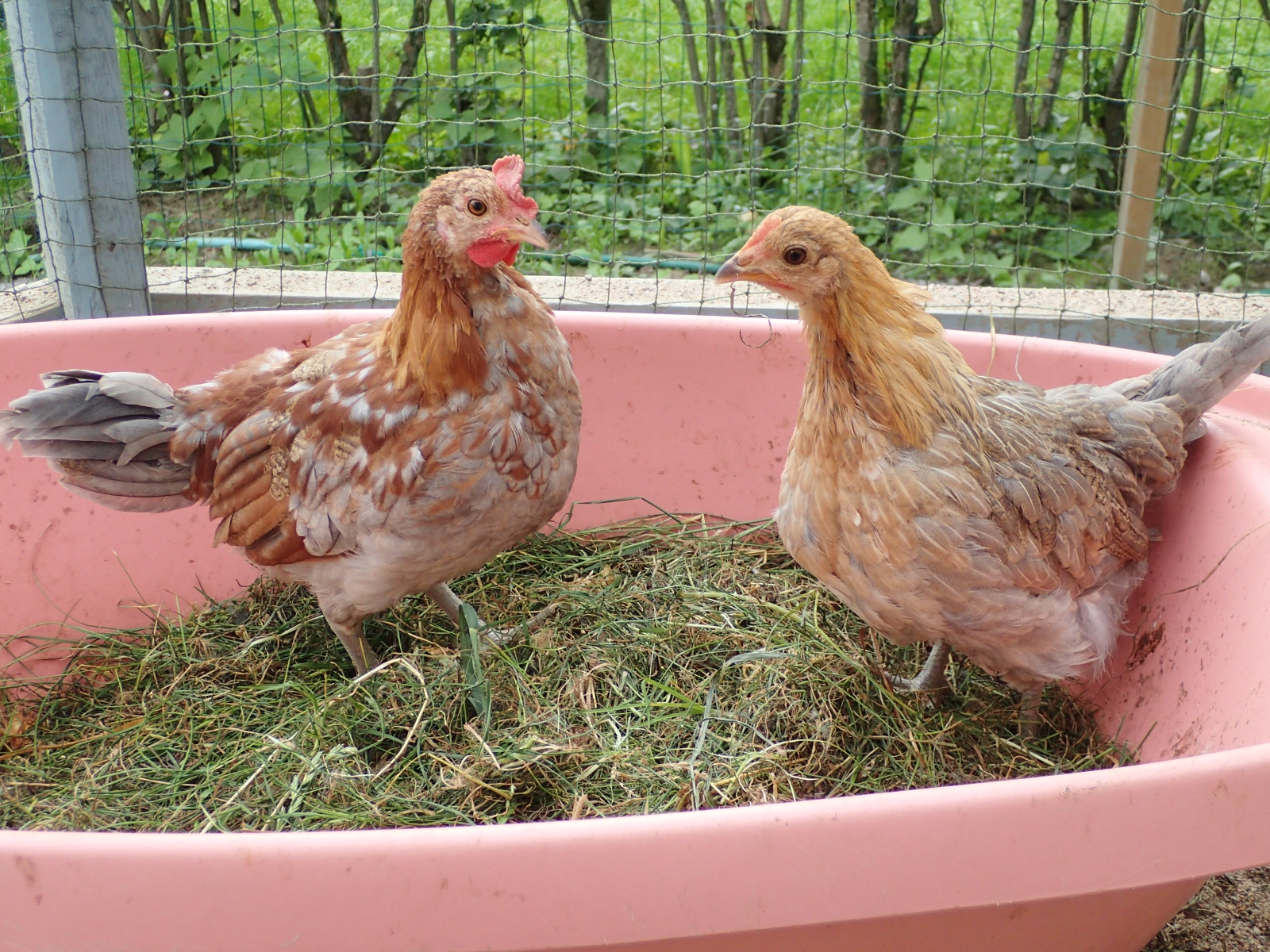 Kana Ja Kukko
