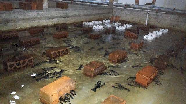 Berbudidaya Sukses Lewat Lobster Air Tawar, Omsetnya Sampai Rambah Seluruh Dunia Berbudidaya Sukses Lewat Lobster Air Tawar, Omsetnya Sampai Rambah Seluruh Dunia