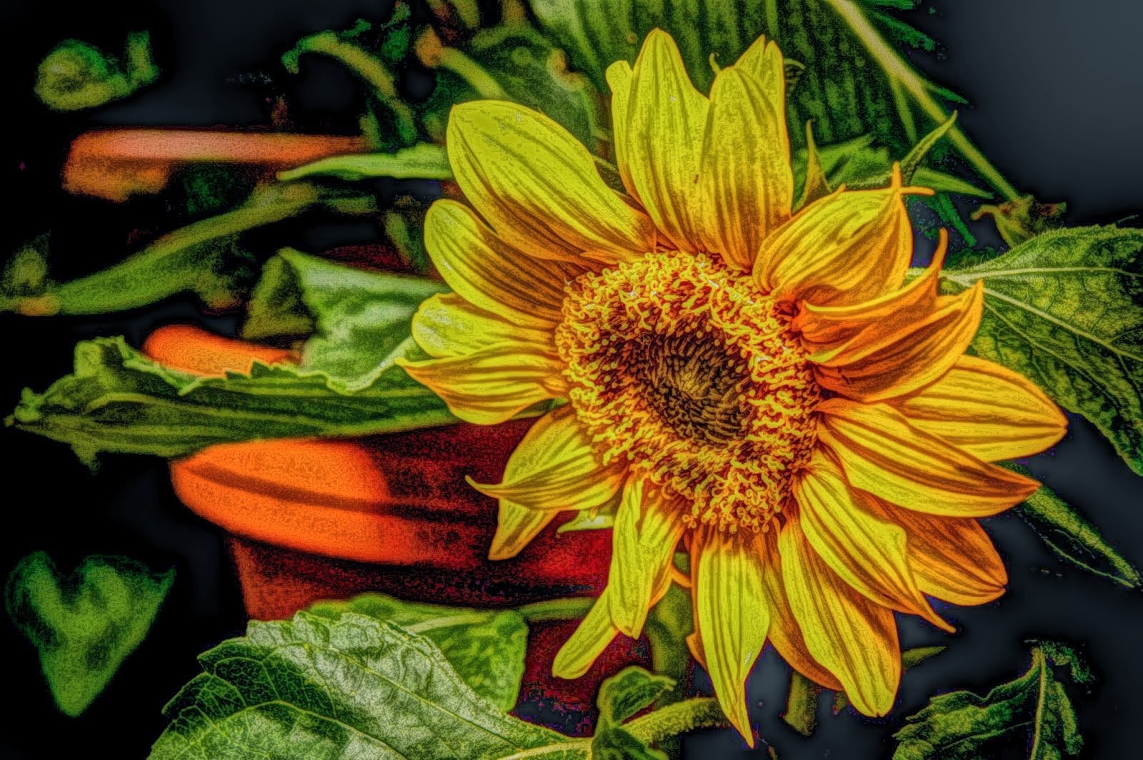 sun flower public domain picture edited using Paintereque