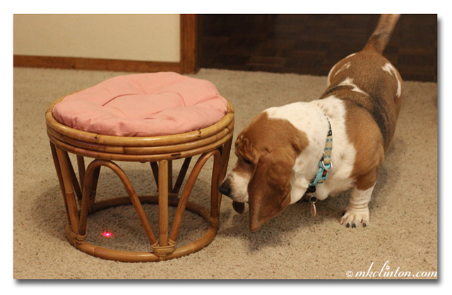 Bentley Basset Hound loves to chase the laser light