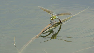 Anax imperator (female laying eggs) DSC55615