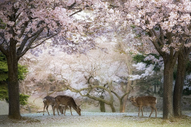 Ngắm hoa anh đào ở Công viên hươu, Nara