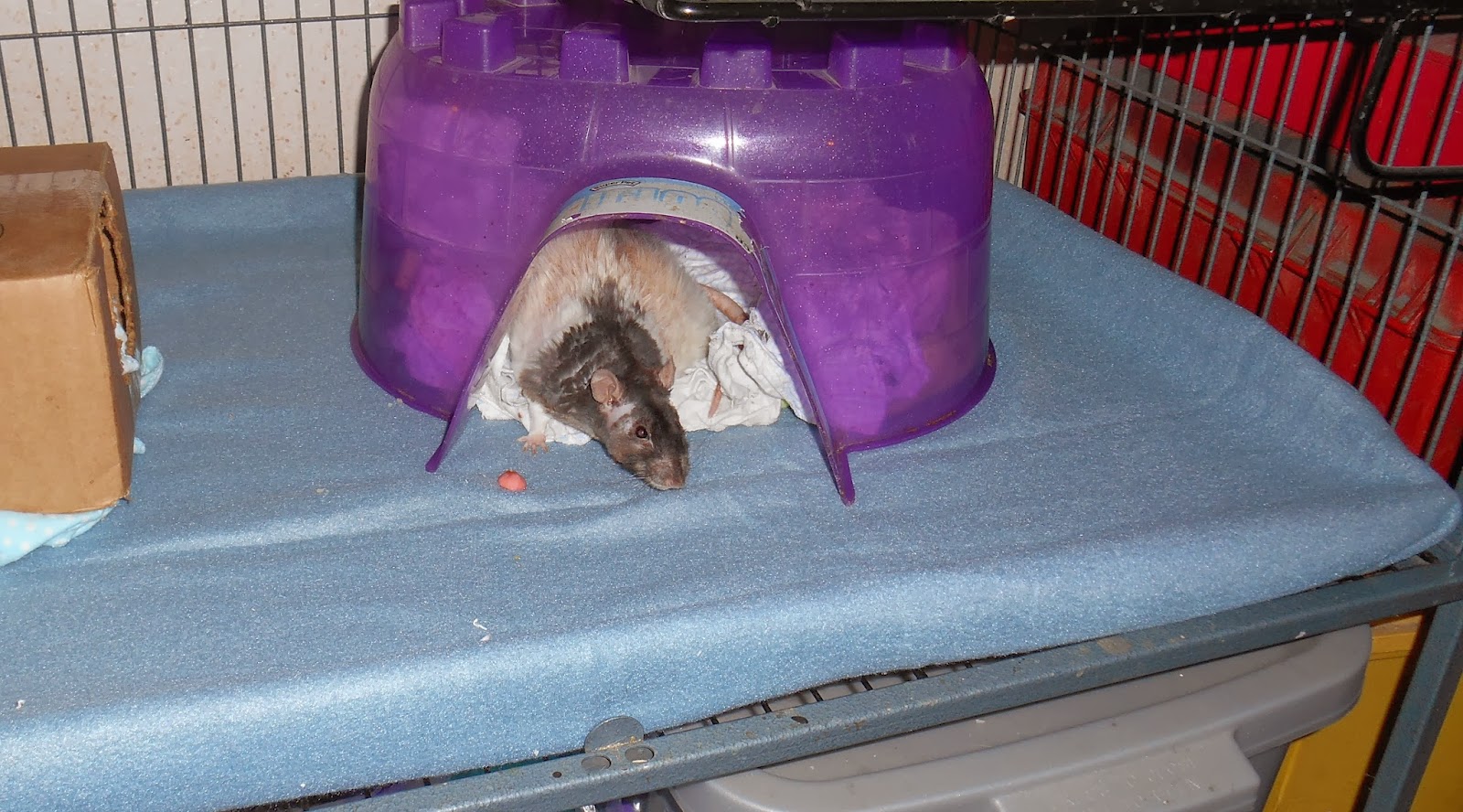 Dark Thoughts Weekly Rat Facts Using Fleece As Bedding