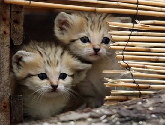 sand-cats