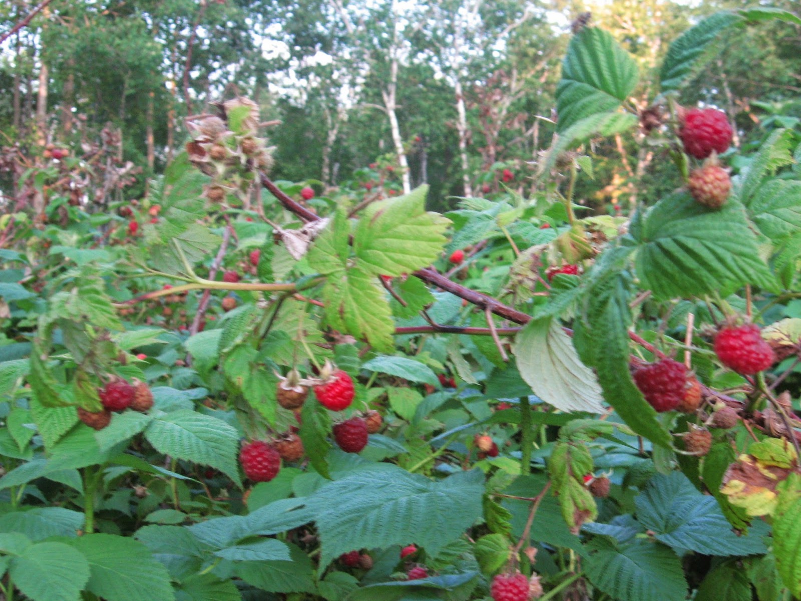 Proverbs 31 Living Remembering to Use Raspberry Leaf