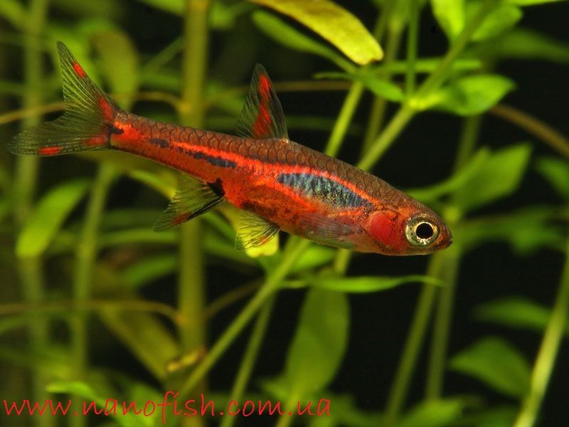 Gaqmbar Dan Foto Profil Ikan Hias Asli Indonesia, Chili Rasbora Dan Cara Merawatnya