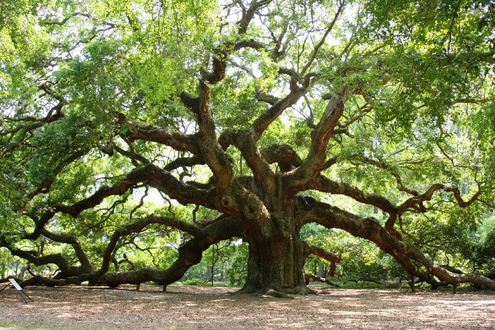 The 1,500 years old Fairy-Talesque Angel Oak Tree on Johns Island, South Carolina, USA