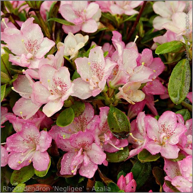 Rhododendron 'Negligee' - Azalia  'Negligee' kwiaty