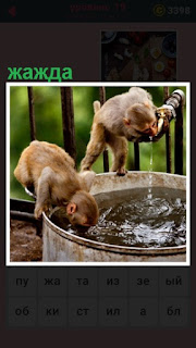  обезьяны пьют воду из под крана, мучает жажда их