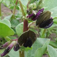 Cluster of brown/purple flowers on a fava bean plant.