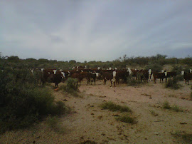 Cría en campo de monte