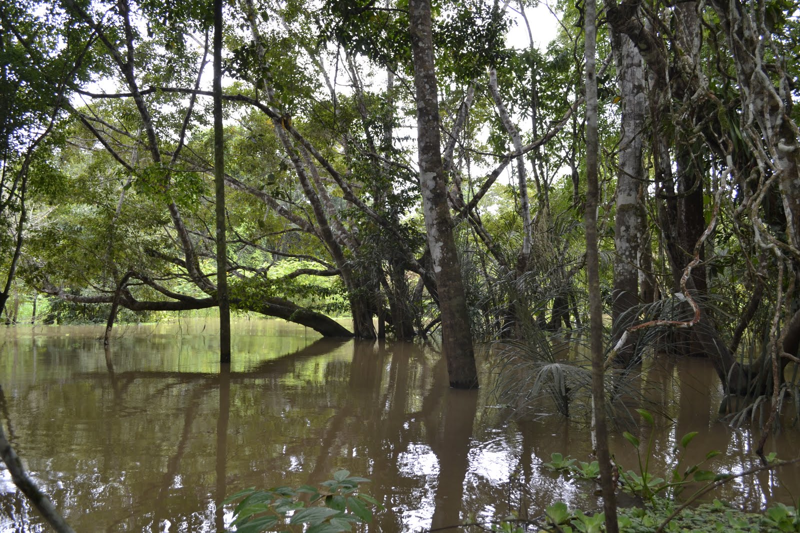 El camino a Samarcanda Paseo por el bosque inundado
