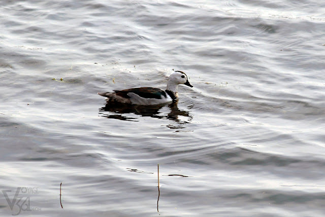 Cotton pygmy-goose male with a characteristic black collar