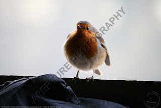 Image of a robin Image of a robin