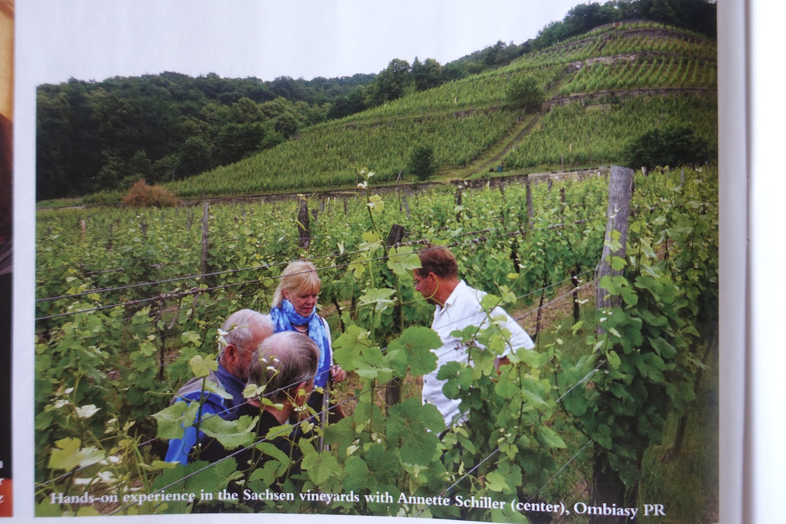 schillerwine The German Wine Institute Consolidation of the German