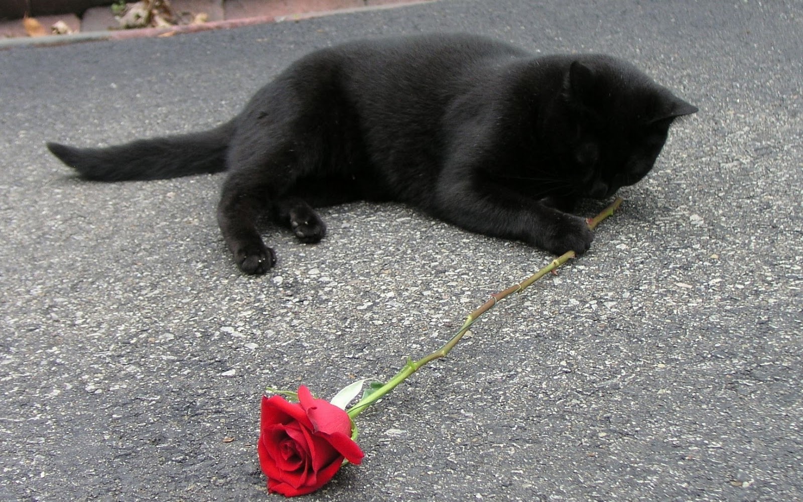 Kedi Resimleri Minik Yavru Kedi Fotoğrafları Rooteto
