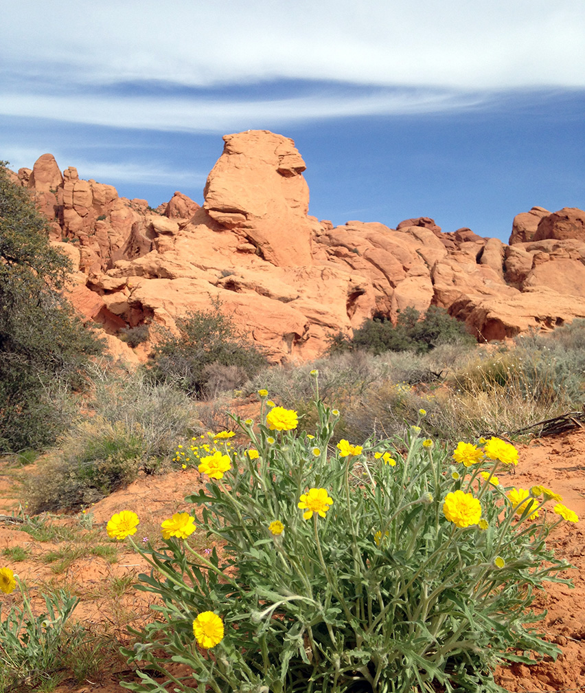 Grub Hub® Blog and Outdoor Ramblings Desert Flowers in Red Cliffs