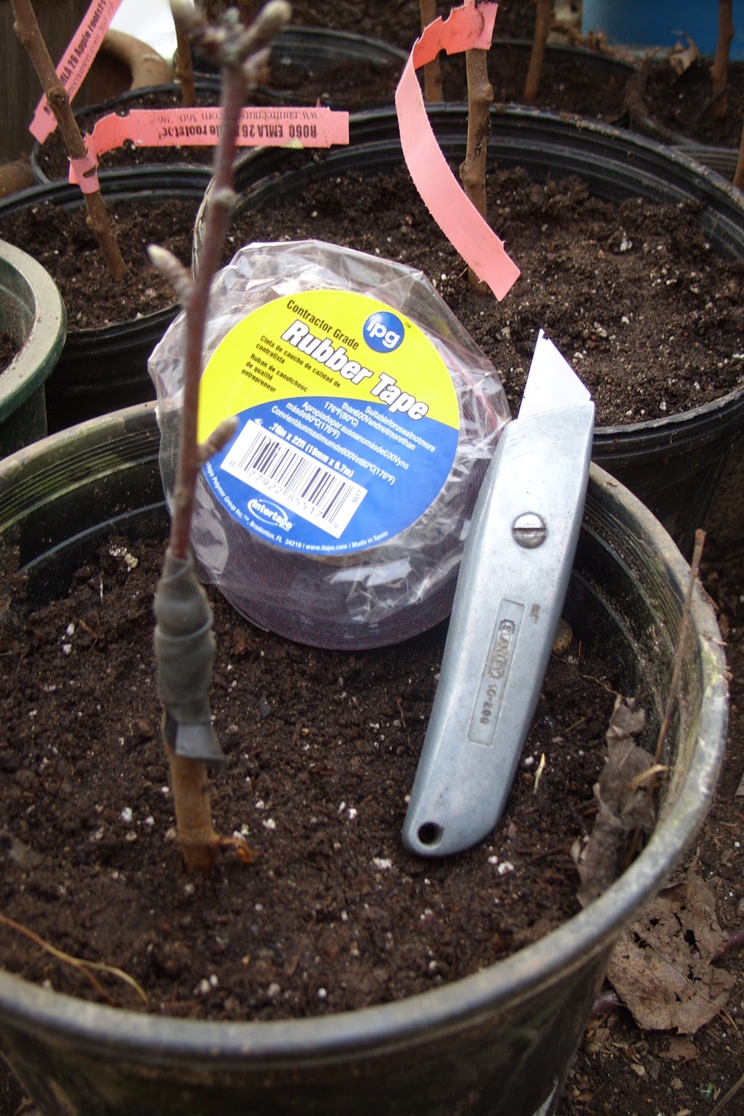 Forest House Farm Grafting Apple Trees