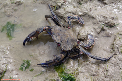 ... autre type de crabe : étrille (necora puber), qu'on trouve sous les rochers de bon nombre de plages