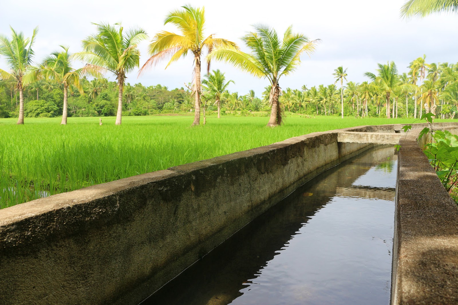 Albay 3rd District Bringing life to dry lands