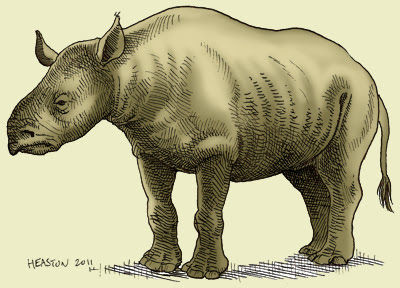 Rhinocerotidae extintos Trigonias
