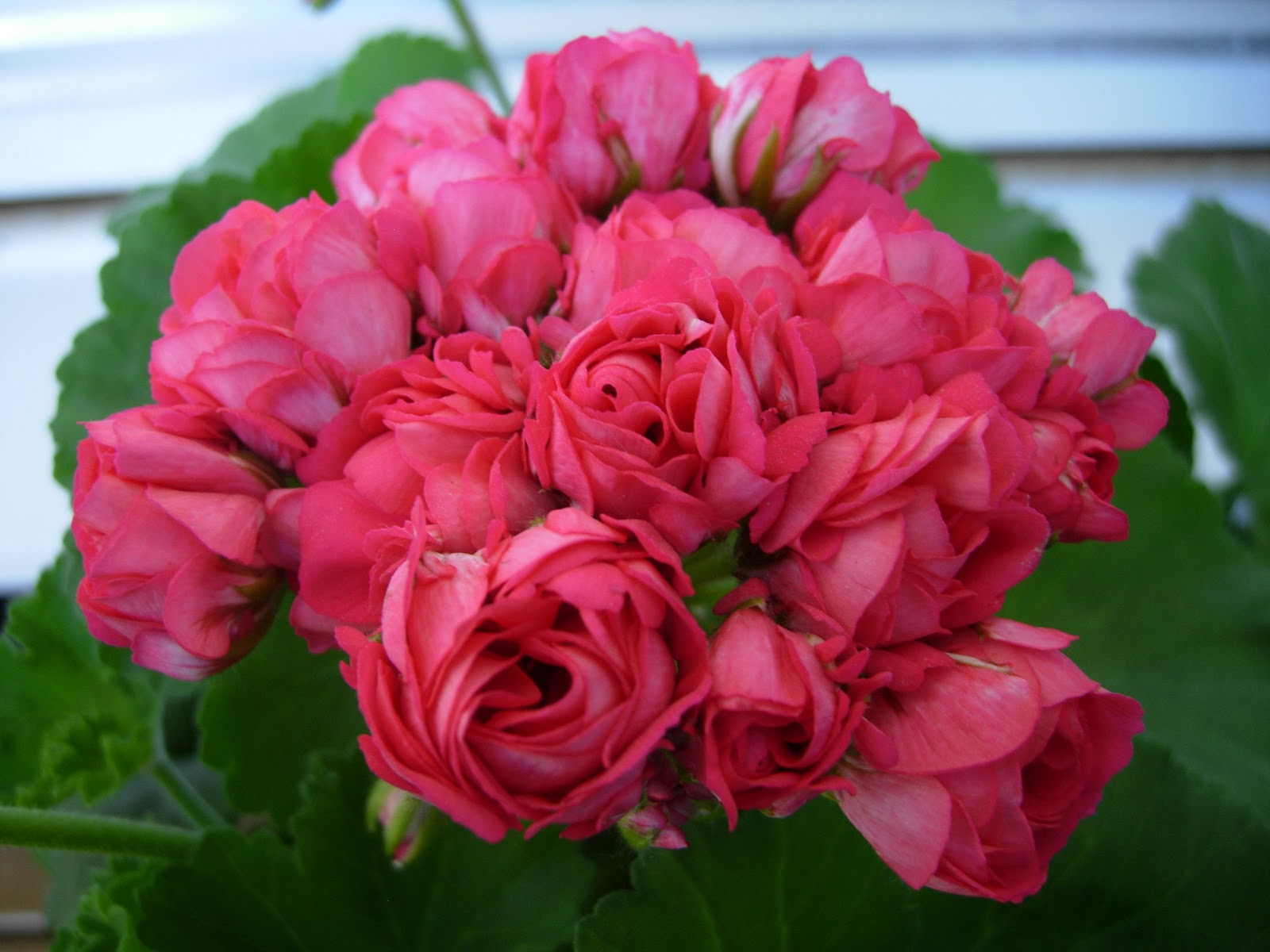Pelargonernas Rike: Pelargoner!