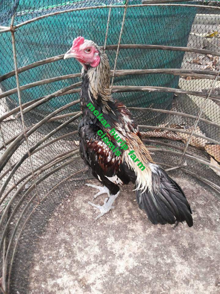 63 Gambar Ayam Ciung Wanara Kekinian 63 Gambar Ayam Ciung Wanara Kekinian