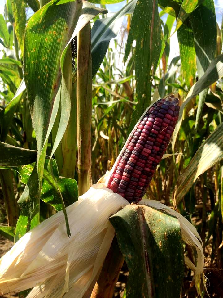 Jagung Ungu sebagai Pangan Sehat ~ DIORAMA PENYULUHAN DAN KEDAULATAN PANGAN