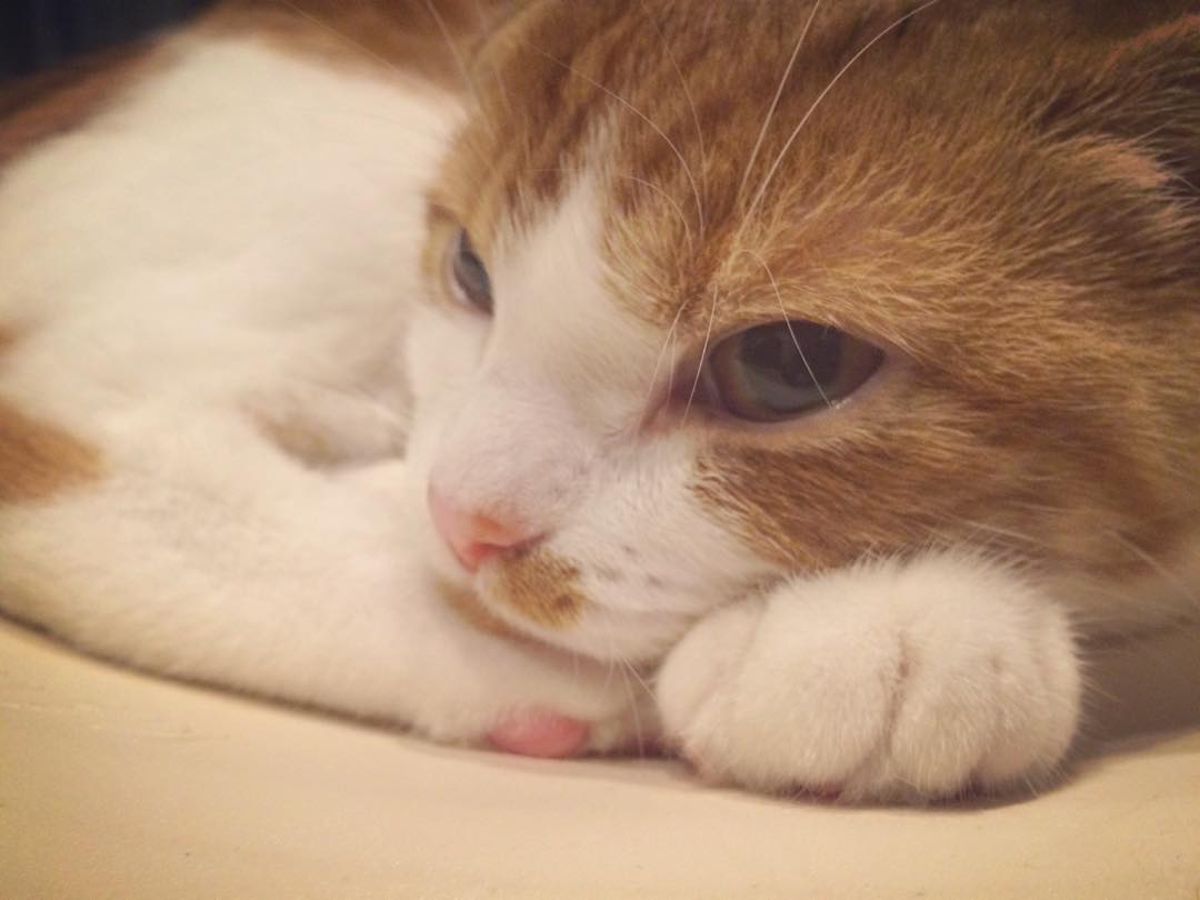 강지영네 고양이 | 인스티즈