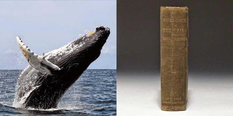 Unbelievable...These 23 Mind Blowing Facts Will DESTROY Your Understanding Of Time - There are whales alive today who were born before Moby Dick was written.