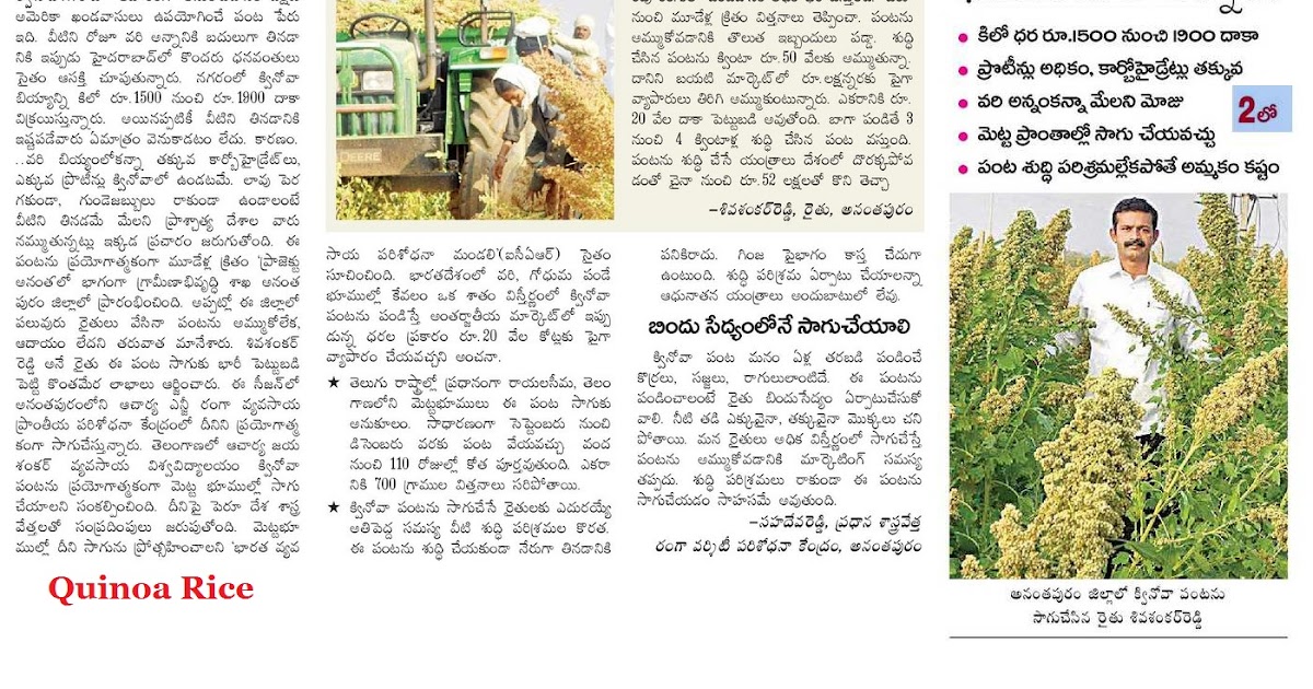 Simple, easy and Profitable Farming Quinoa rice (క్వినోవ )
