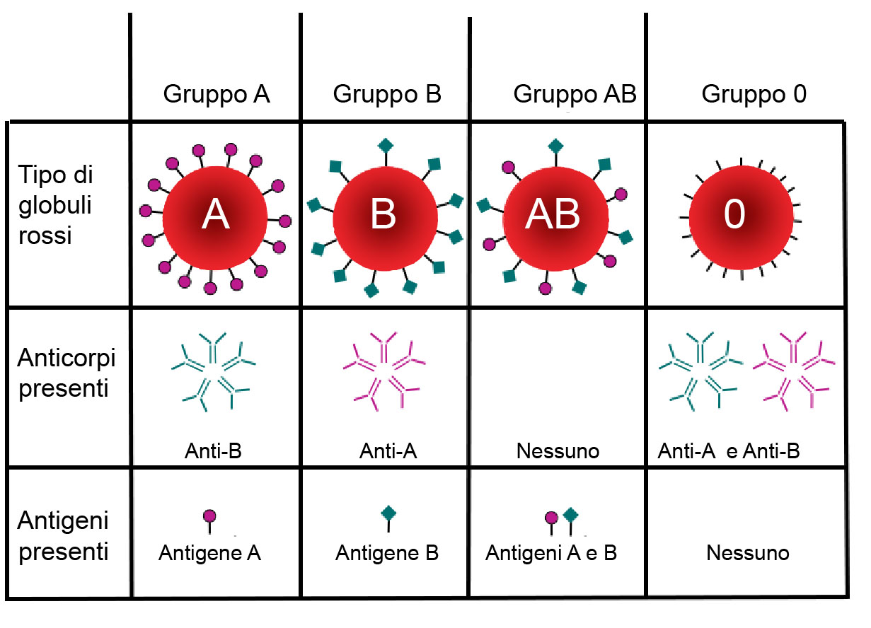NOTES SCIENCE&hellip;;) GRUPPI SANGUIGNI