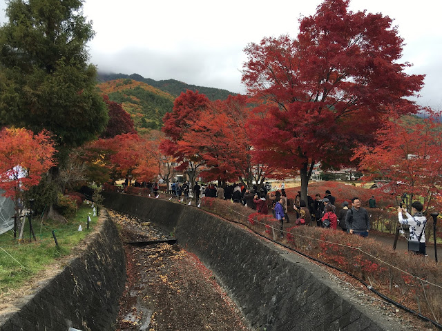 紅葉回廊 2015 momiji tunnel maples corridor lake kawaguchi kawaguchiko red leaves autumn fall