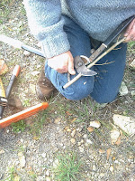 bosques comestibles de Diego Luis López bosques comestibles de Diego Luis López