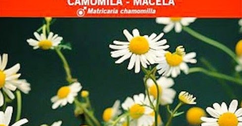Huerto Casero de Quiquet: Cómo cultivar manzanilla en macetas