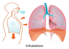 Picture on inhaling breathing system. Picture on inhaling breathing system.