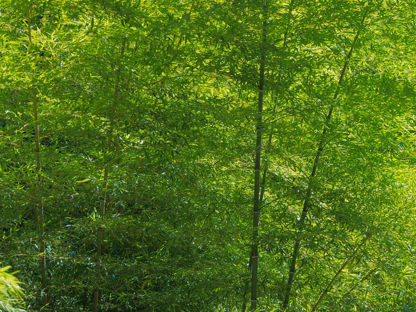 Bamboo at the Hoyt Arboretum