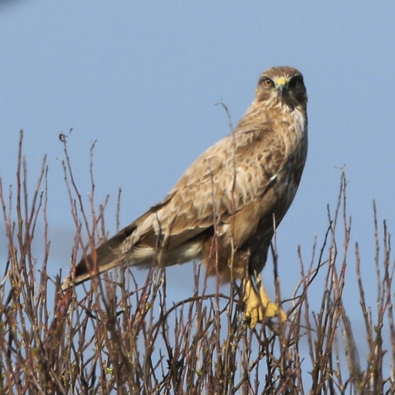 Murfs Wildlife Common Buzzard
