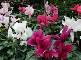 Toronto Allan Gardens Conservatory Spring Flower Show 2013 pink, white and violet cyclamen flowers by garden muses: a Toronto gardening blog