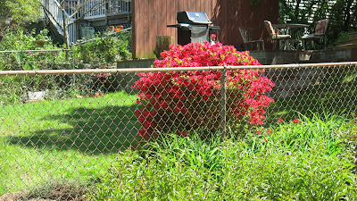 Azalea Fence, Sunday, April 17, 2016, 2:06:46 PM